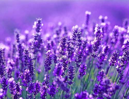 La lavanda