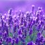 lavanda