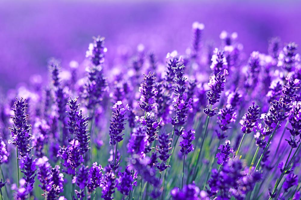 lavanda